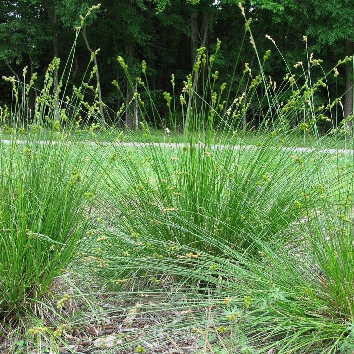Carex bicknellii  - Prairie Sedge
