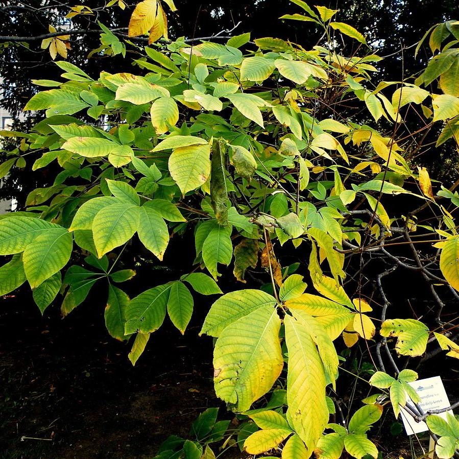 Aesculus parviflora  - Buckeye Bottlebrush