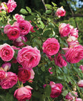 Eden Climber Pretty in Pink