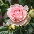 Eden Climber® Rose