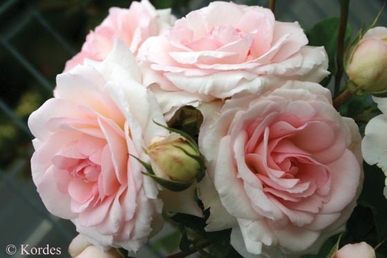 Elegant Fairytale