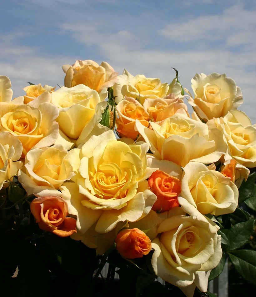 ELEGANZA® Sunny Sky™ Hybrid Tea Rose