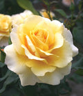 ELEGANZA® Sunny Sky™ Hybrid Tea Rose