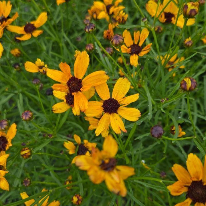 Coreopsis verticillata 'Butter Rum'  - Permathreads™ Butter Rum Coreopsis
