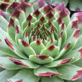 Sempervivum 'Mint Marvel'  - Chick Charms® Mint Marvel Hens and Chicks