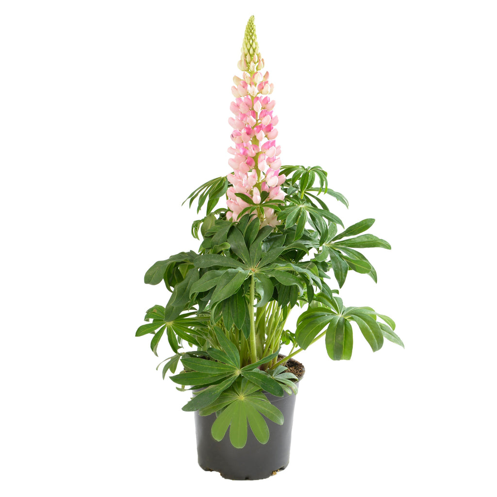 Lupinus polyphyllus 'Lupini Pink Shades'  -  Lupini Pink Shades Lupine
