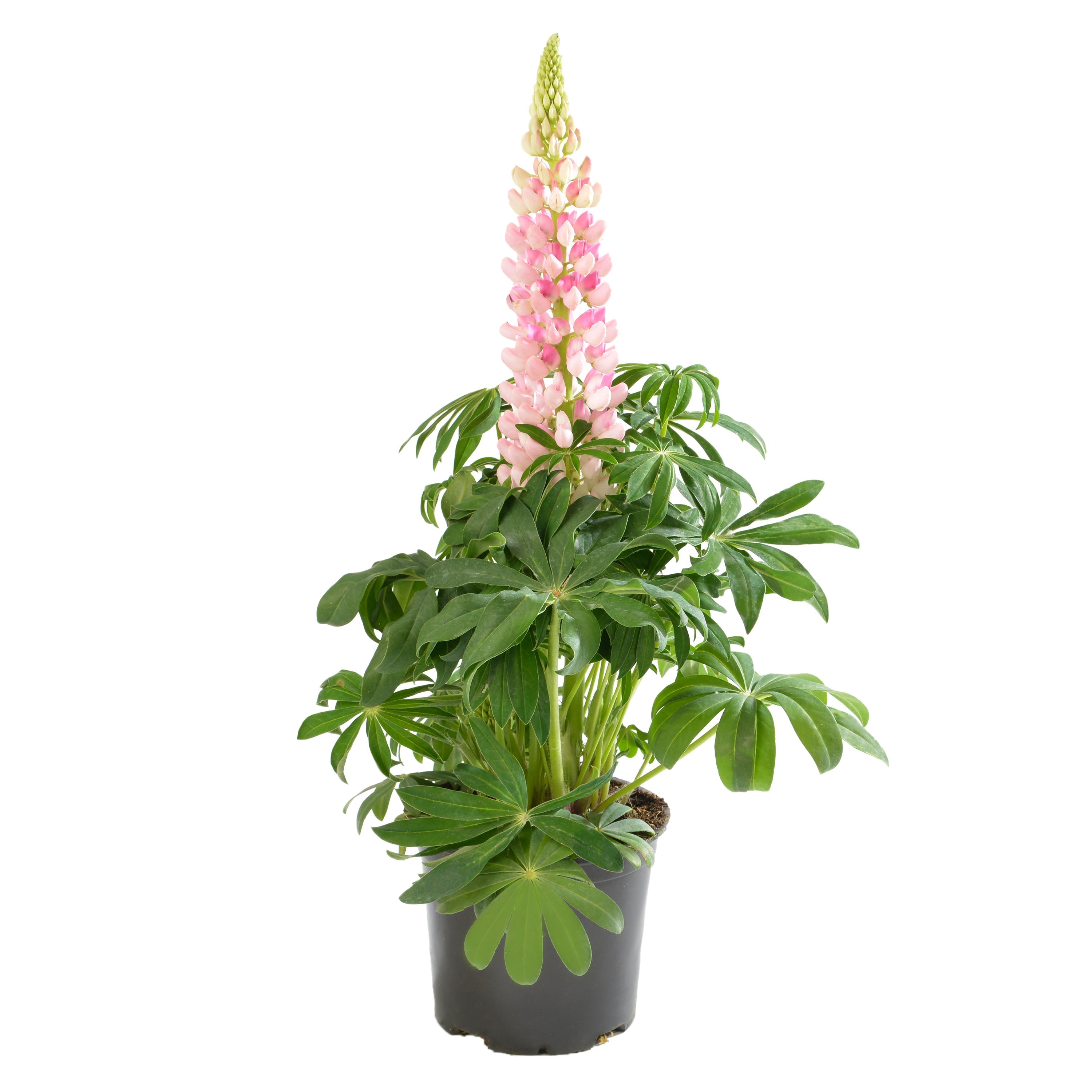 Lupinus polyphyllus 'Lupini Pink Shades'  -  Lupini Pink Shades Lupine