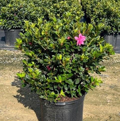 Rhododendron ‘Roblec’  - Encore® Autumn Carnation™ Azalea