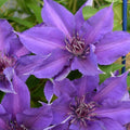 Clematis 'Evipo074'  - Edda™ Clematis