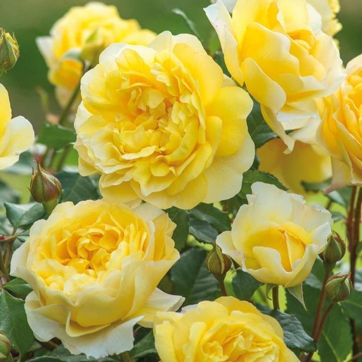 Rosa 'Auswhirl'  - The Poet's Wife Rose