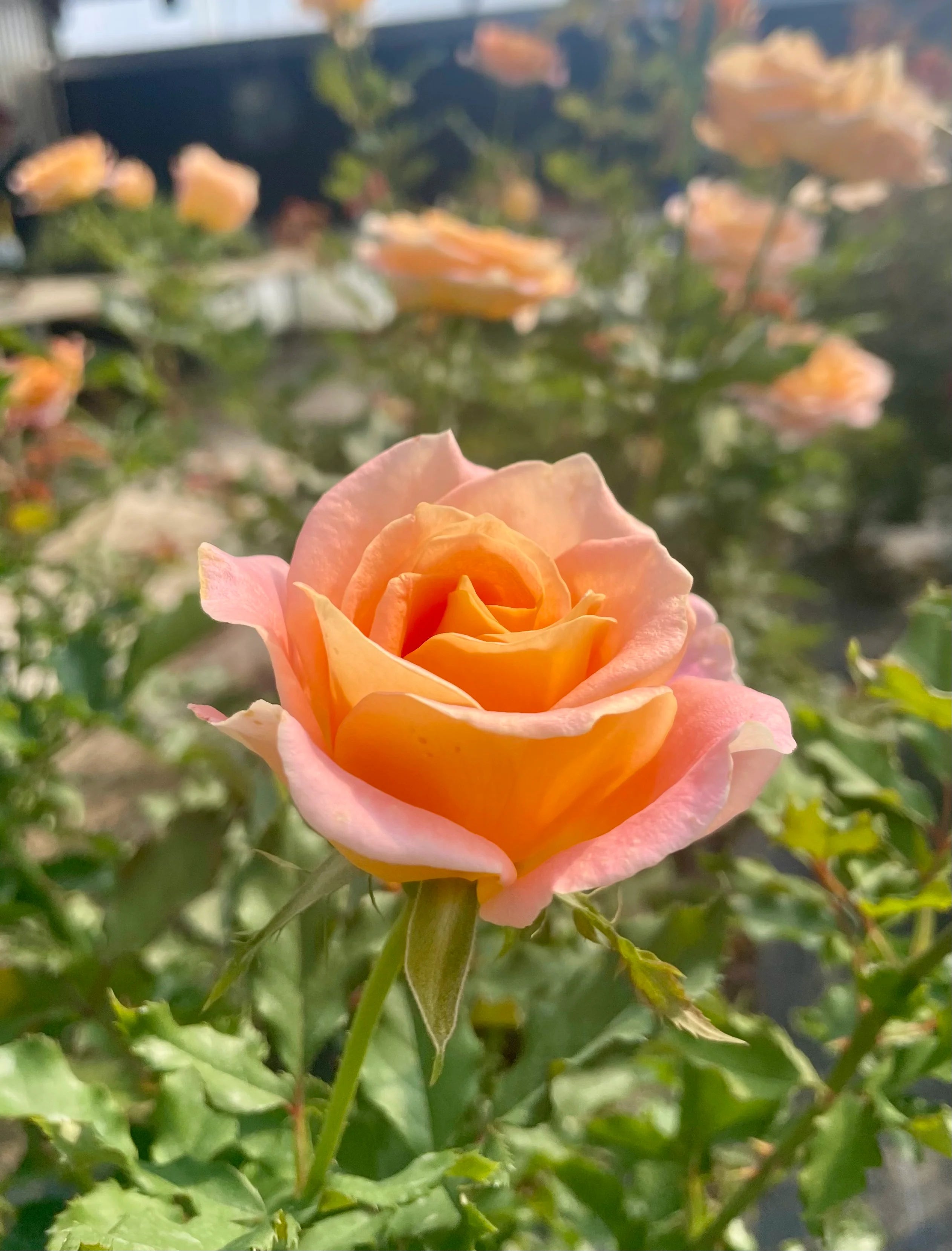 Flo Nelson™ Rose on Fortuniana Rootstock