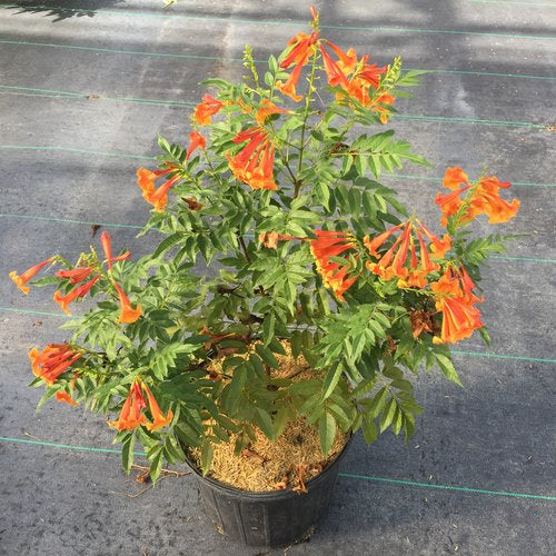 Tecoma x 'TEC14004' PP 33,456  - Chicklet® Orange Trumpet Bush