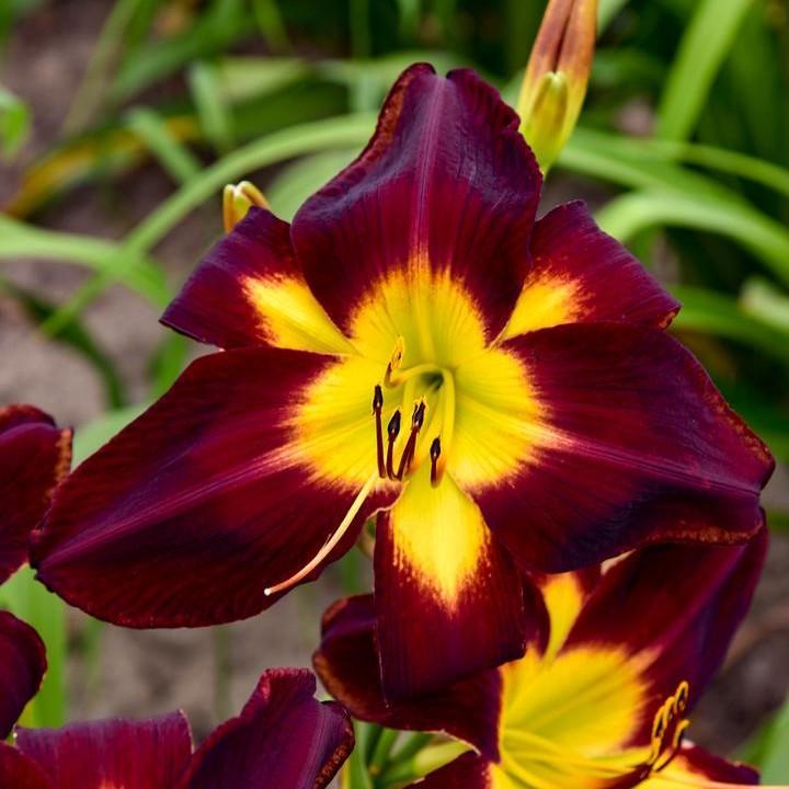 Hemerocallis 'Persian Ruby'  - Rainbow Rhythm® Persian Ruby Daylily