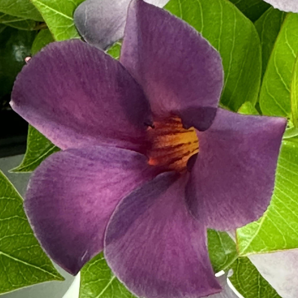 Mandevilla x 'Sun Parasol XP Bluephoria'  - Sun Parasol® Original XP Bluephoria Mandevilla