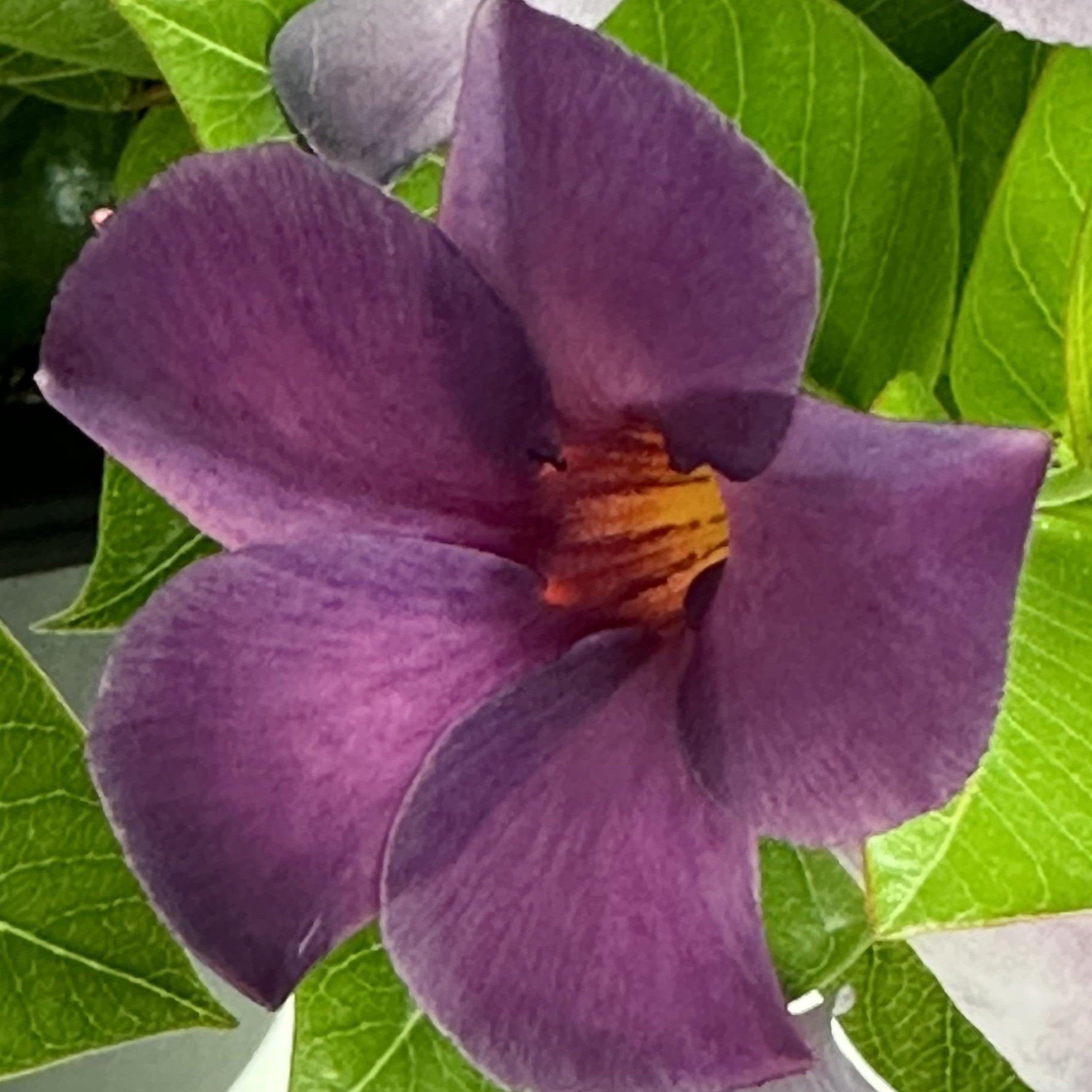 Mandevilla x 'Sun Parasol XP Bluephoria'  - Sun Parasol® Original XP Bluephoria Mandevilla