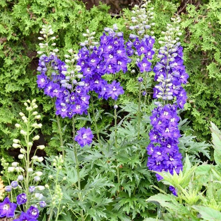 Delphinium elatum 'Violets Are Blue'  - PW® Violets Are Blue Delphinium