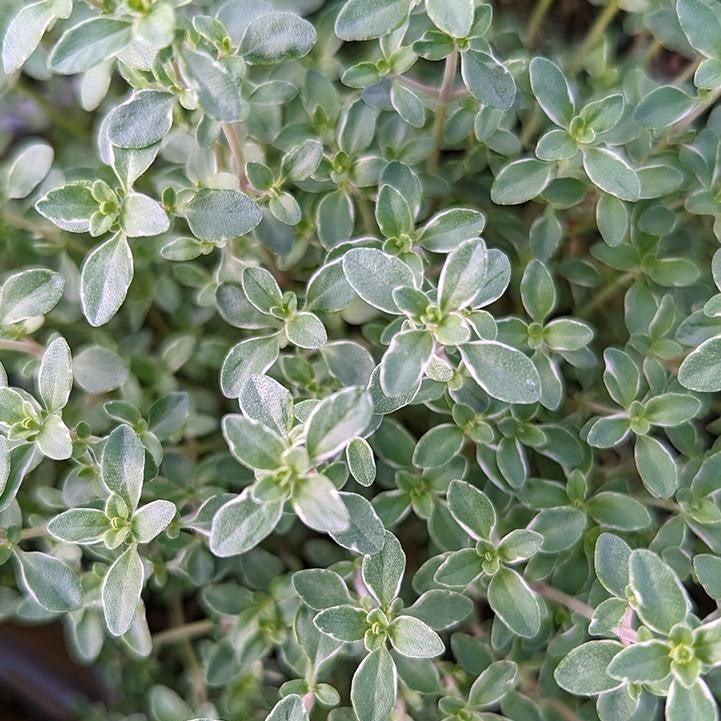Thymus x citriodorus 'Argenteus'  - Silver Edged Lemon Thyme
