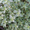 Thymus x citriodorus 'Argenteus'  - Silver Edged Lemon Thyme