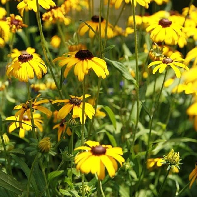 Rudbeckia fulgoda var speciosa 'Blovi'  - Viettes Little Suzy Black-Eyed Susan