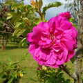 Rosa rugosa 'Hansa'  - Hansa Rugosa Rose