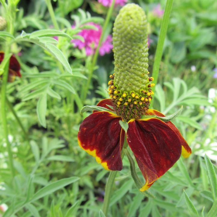 Ratibida columnifera 'Red Midget'  - Red Midget Mexican Hat Plant