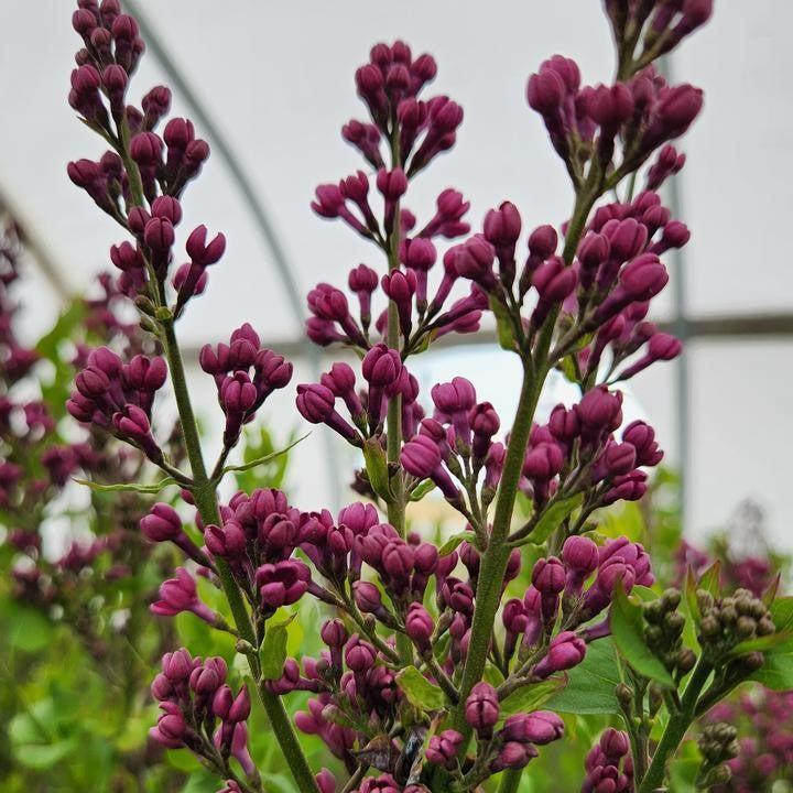 Syringa x hyacinthiflora 'Declaration'  - Declaration Lilac