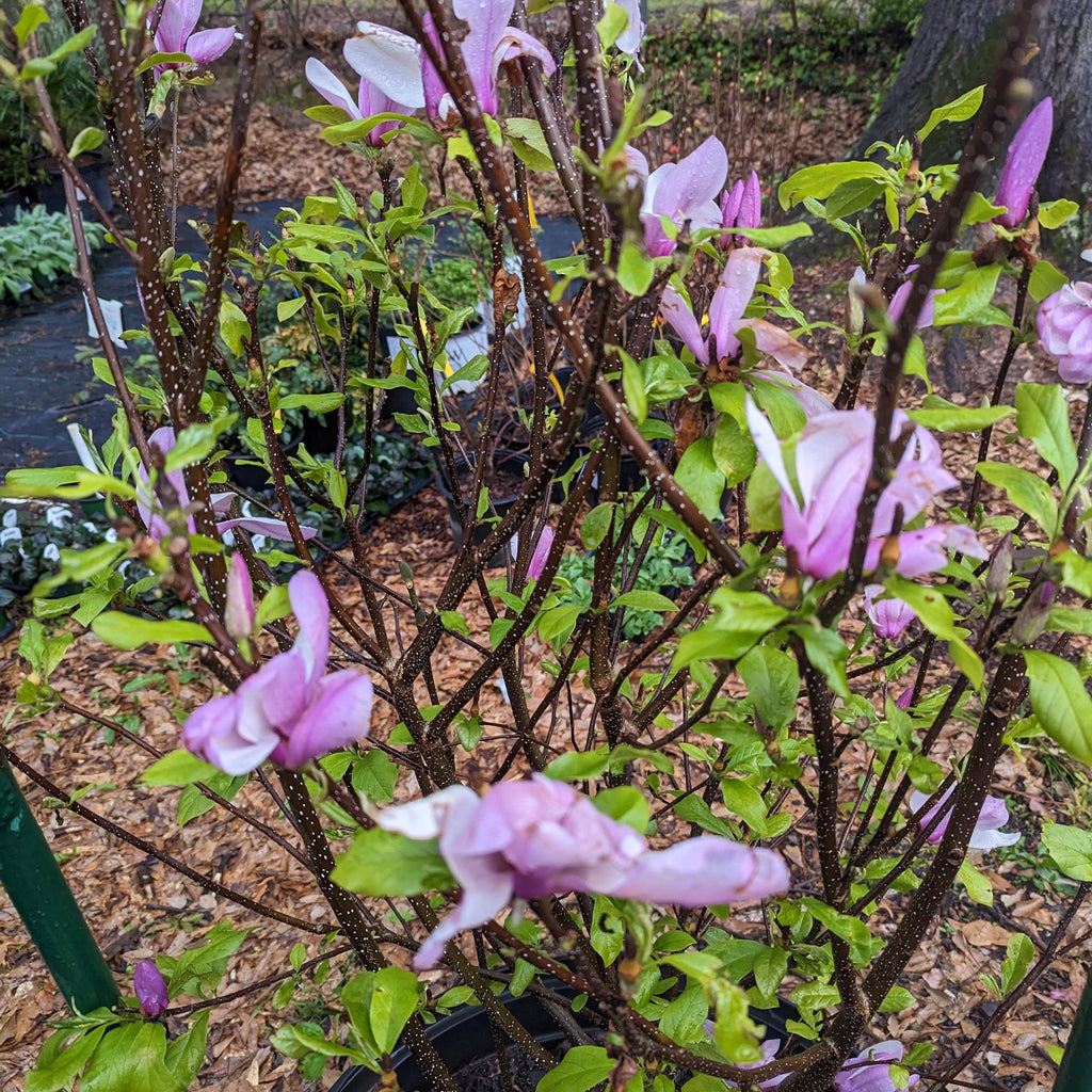 Magnolia x soulangiana 'Jane'  - Saucer 'Jane' Magnolia
