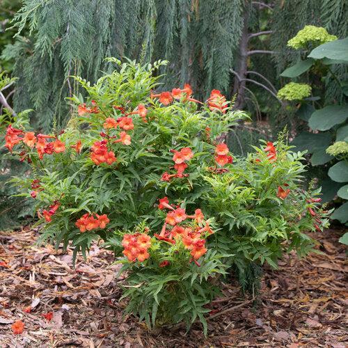 Tecoma x 'SMNTSB' PP 36,073  - Chicklet® Red Trumpet Bush