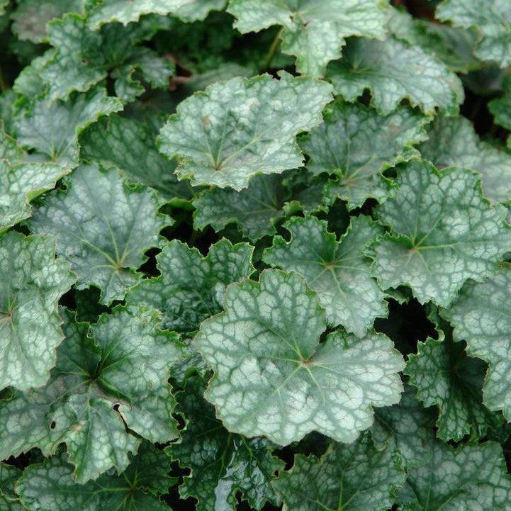 Heuchera longiflora  - Longflower Alumroot