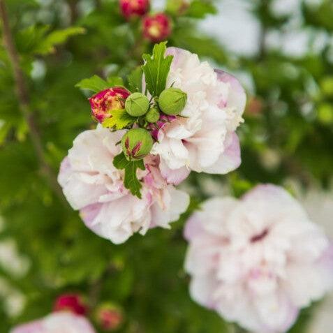 Hibiscus syriacus 'Mindoub1' PP27,840  - First Editions® French Cabaret™ Blush Hibiscus