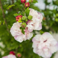 Hibiscus syriacus 'Mindoub1' PP27,840  - First Editions® French Cabaret™ Blush Hibiscus