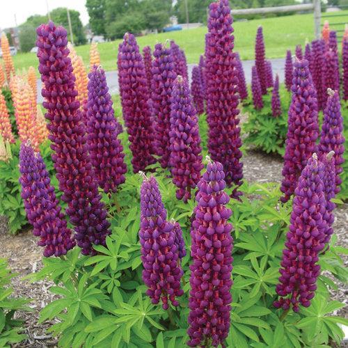 Lupinus polyphyllus 'Masterpiece'  - Westcountry™ Masterpiece Lupine