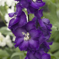 Delphinium 'Purple Passion'  - New Millennium™ Purple Passion Delphinium