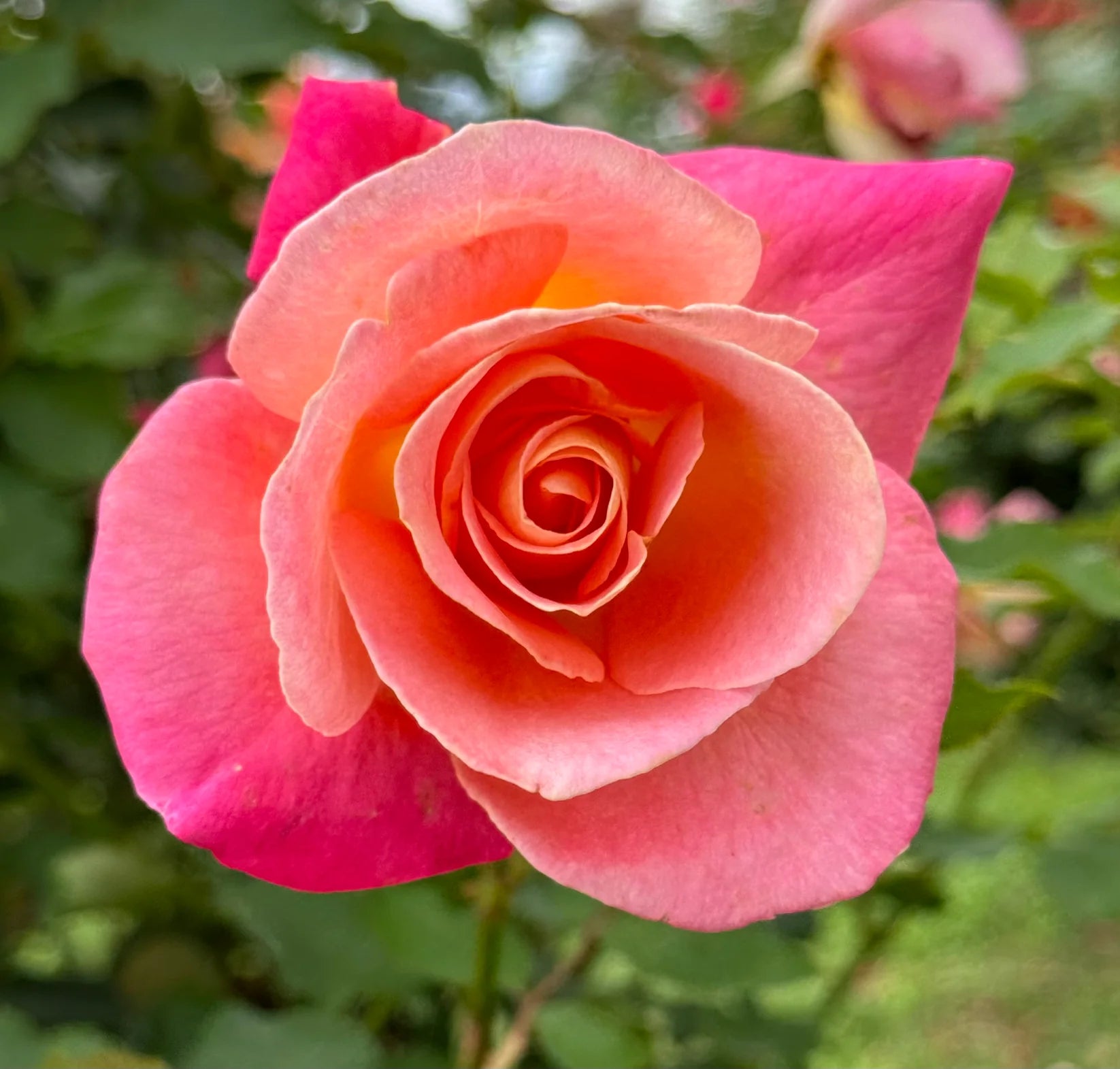 Granada® Fortuniana Rootstock Hybrid Tea Rose