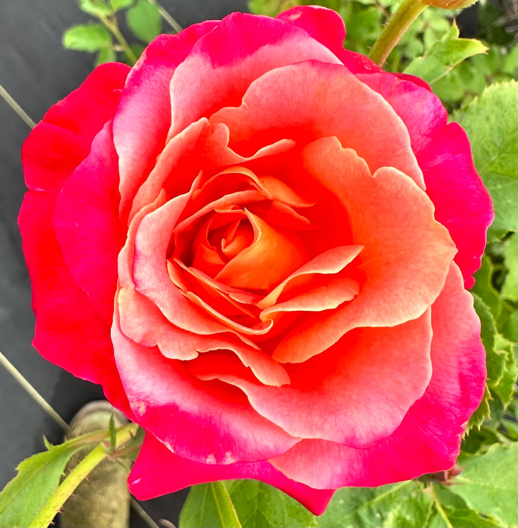 Granada® Fortuniana Rootstock Hybrid Tea Rose