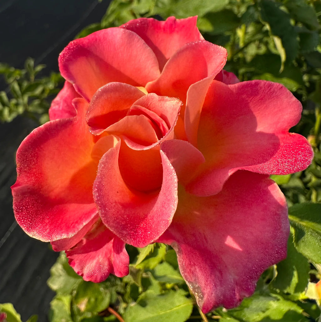 Granada® Fortuniana Rootstock Hybrid Tea Rose