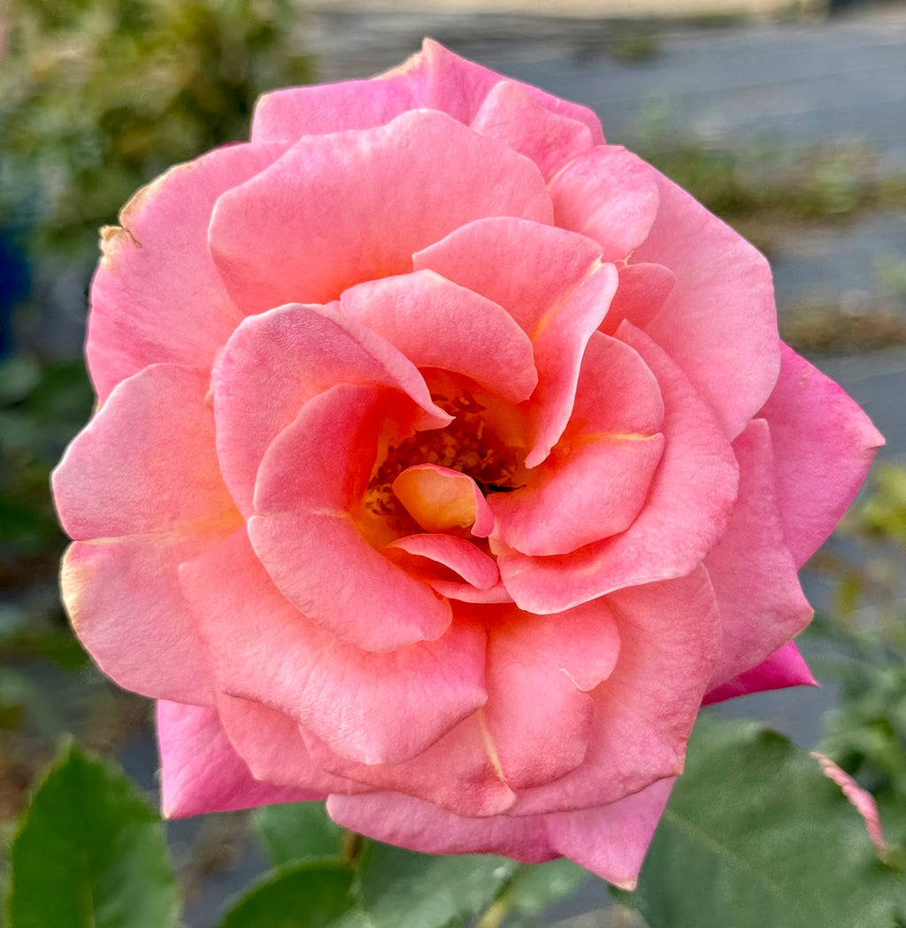 Granada® Fortuniana Rootstock Hybrid Tea Rose