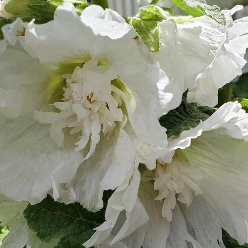 Alcea rosea 'Spring Celebrities White'  - Spring Celebrities™  White Hollyhock
