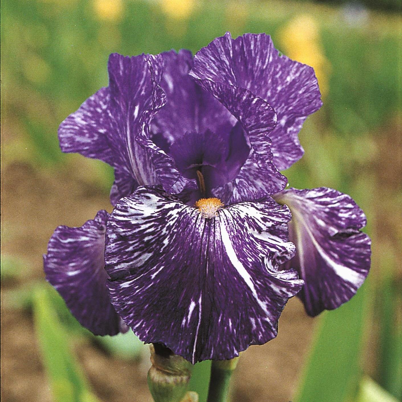 Iris germanica 'Batik'  - Batik Bearded Iris