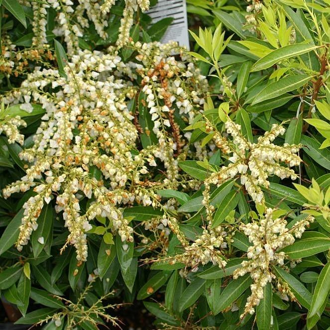 Pieris japonica 'Brouwer's Beauty'  - Brouwer's Beauty Pieris