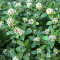 Skimmia japonica  - Japanese Skimmia