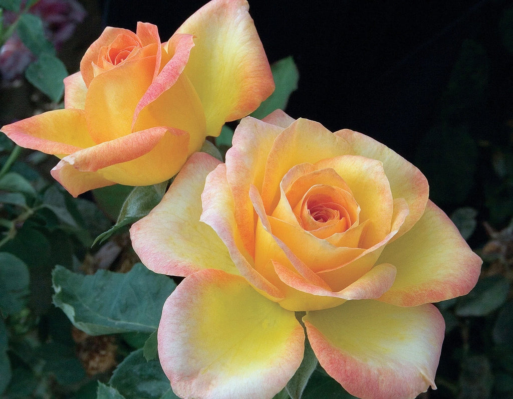 Gold Medal® Fortuniana Rootstock Hybrid Tea Rose