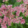 Eutrochium dubium 'Little Pye'  - Little Pye Coastal Pye Weed