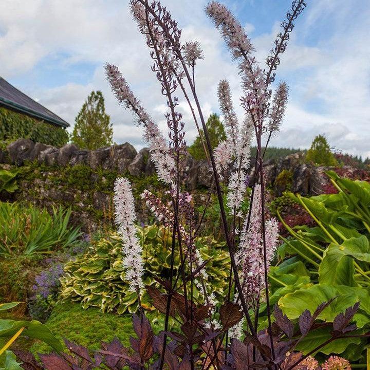 Actaea simplex 'Cimicifuga'  - Pink Spike Bugbane