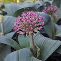Allium karataviense  - Turkistan Ornamental Onion