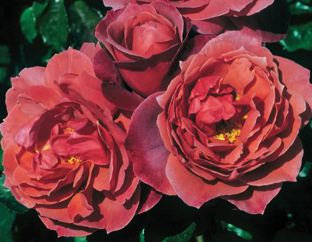 Hot Cocoa™ Rose on Fortuniana Rootstock