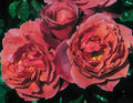 Hot Cocoa™ Rose on Fortuniana Rootstock