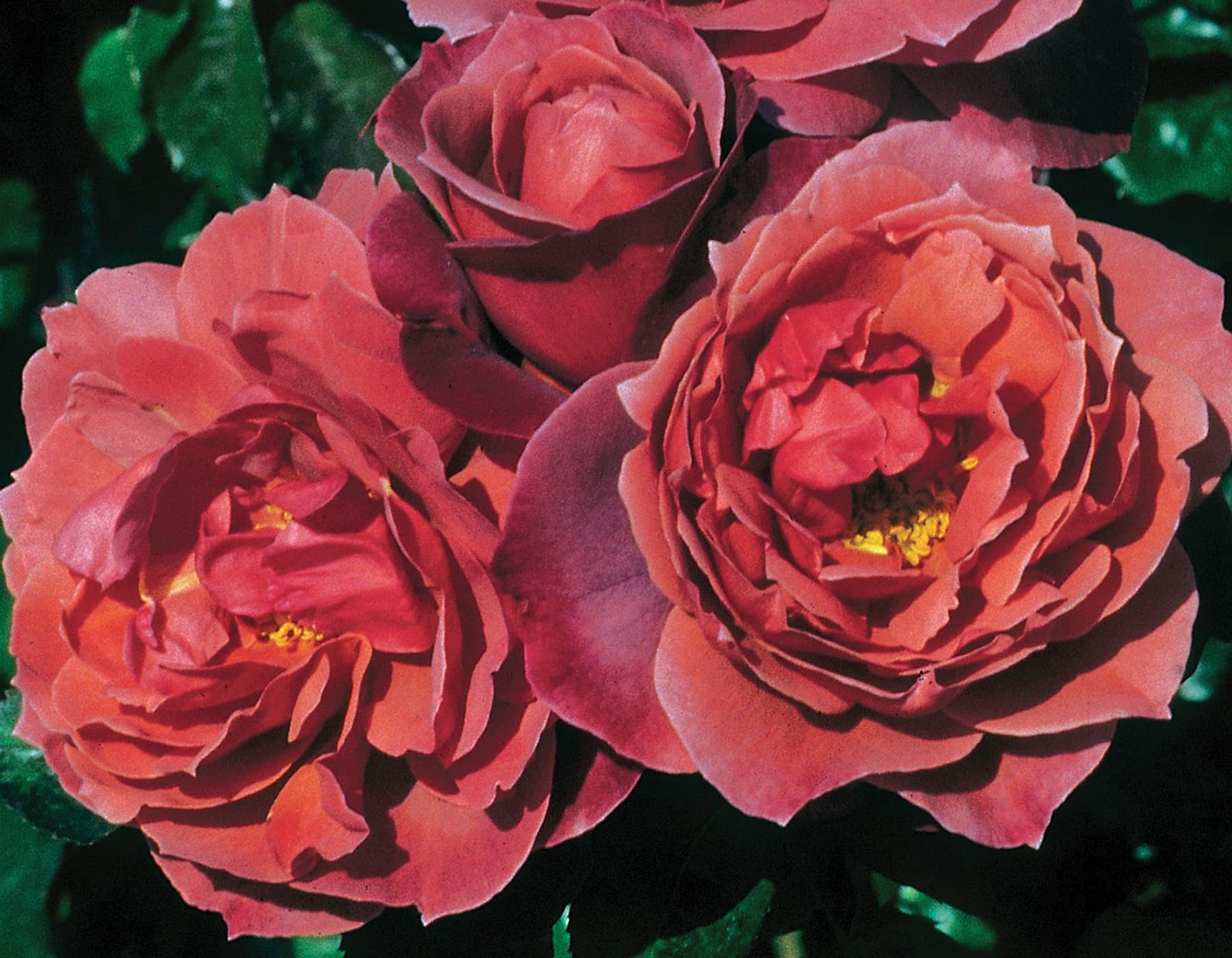 Hot Cocoa™ Rose on Fortuniana Rootstock