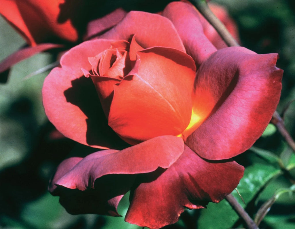 Hot Cocoa™ Rose on Fortuniana Rootstock