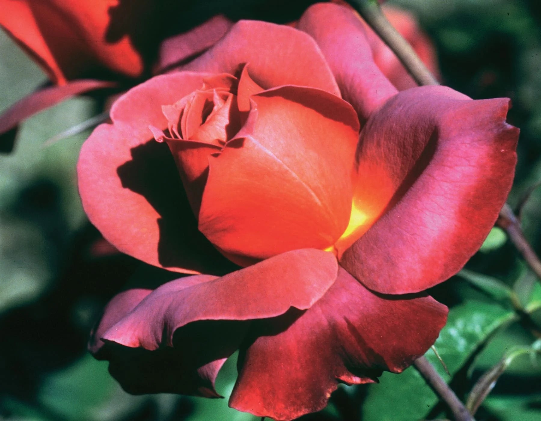 Hot Cocoa™ Rose on Fortuniana Rootstock